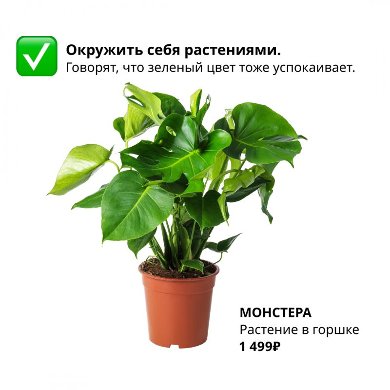 Диффенбахия цветок Lechuza