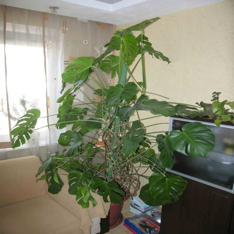 Фикус лирата приметы