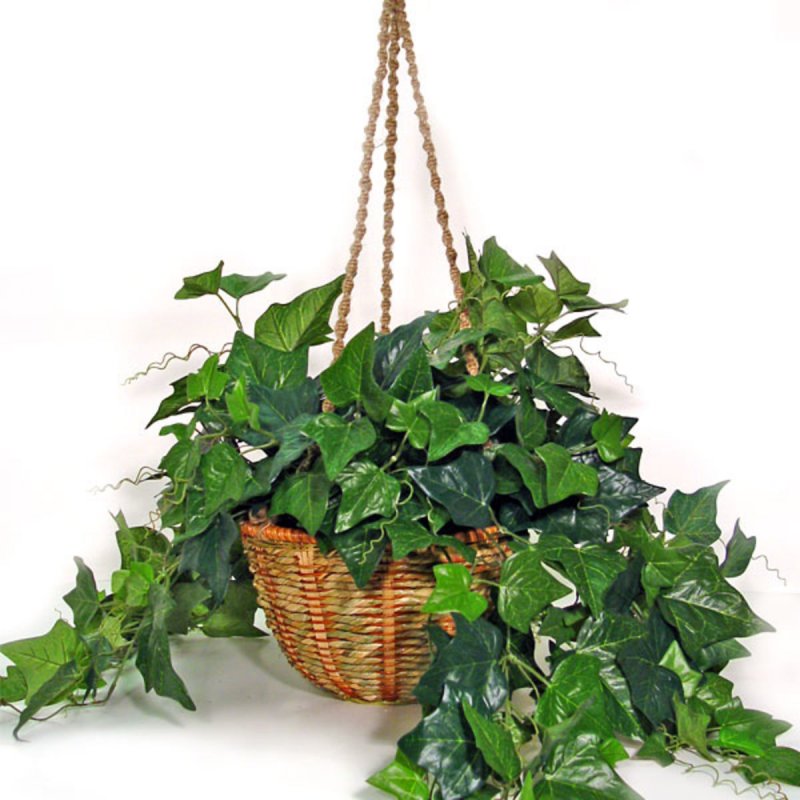 Аглаонема Plants