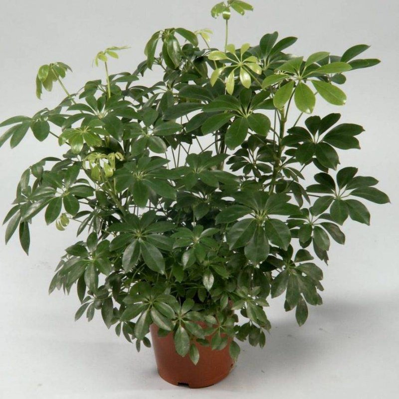 Шеффлера (Schéfflera)