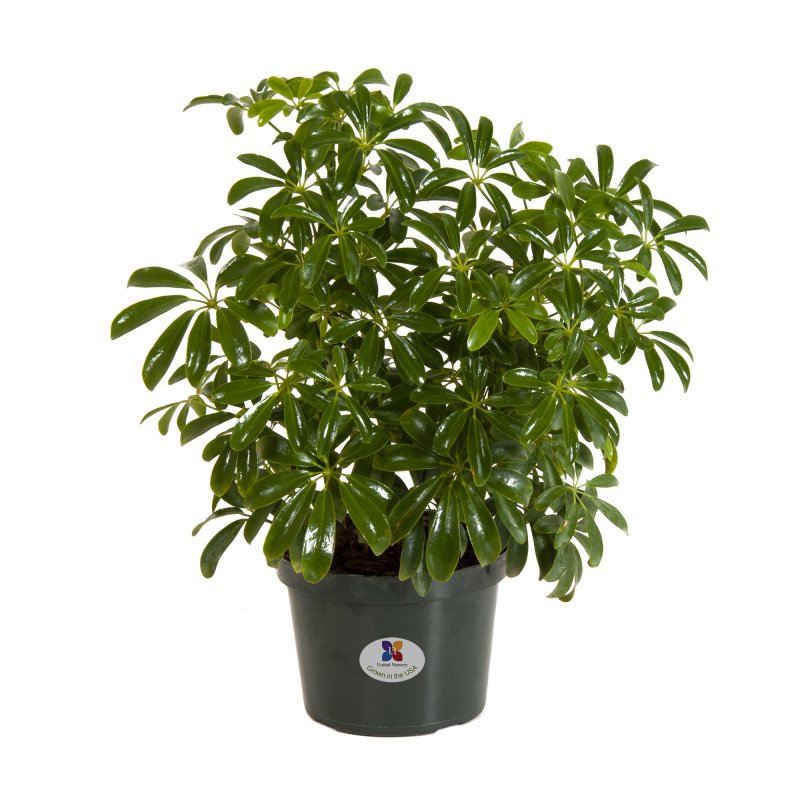 Шеффлера arboricola