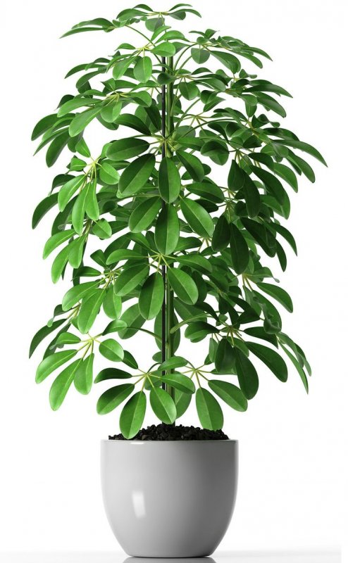 Шеффлера arboricola
