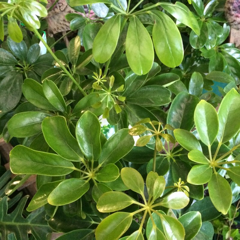 Arboricola цветок