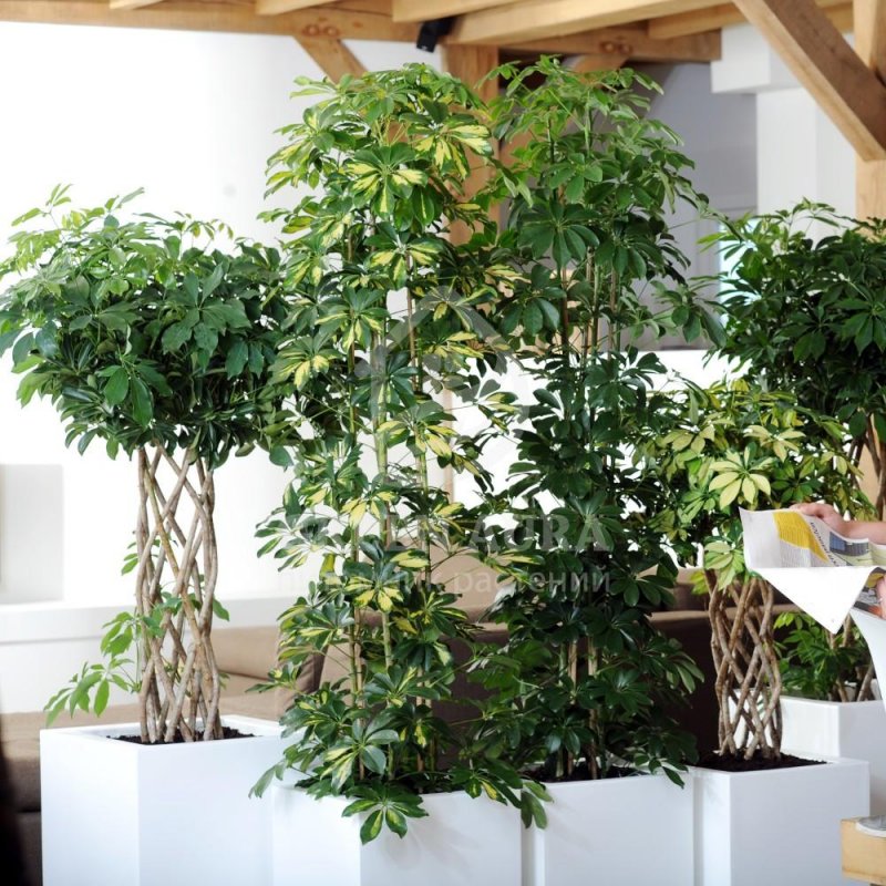 Schefflera Дэлтон 120 см