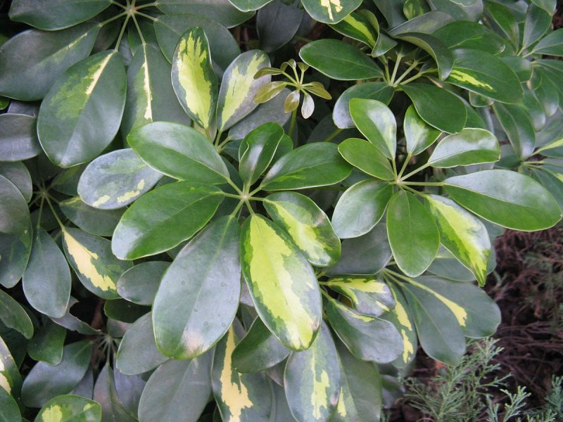 Шеффлера arboricola Hong Kong