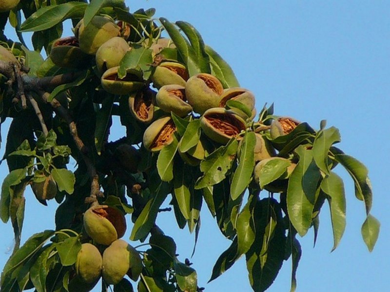 Миндаль антик