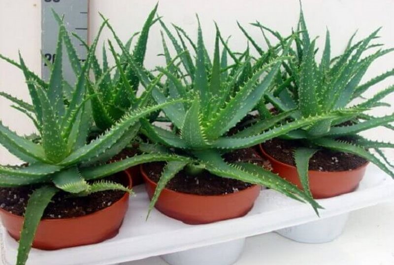 Aloe ruffingiana