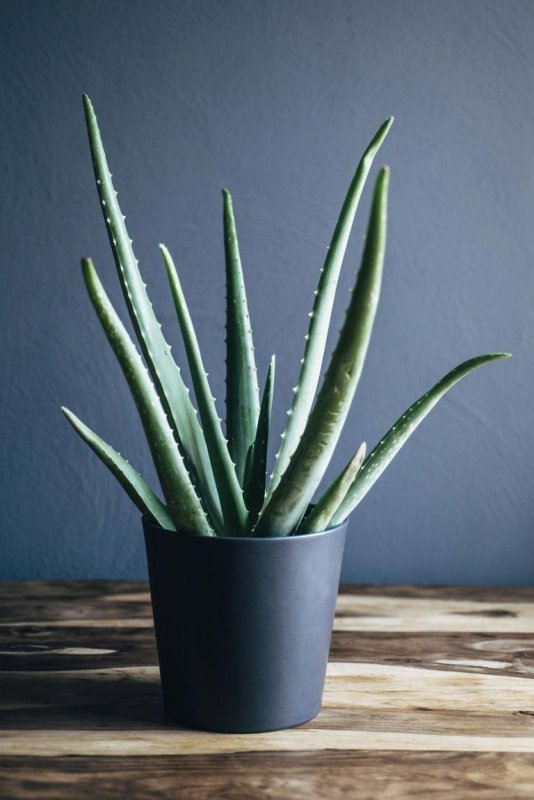 Алоэ Aloe krapohliana
