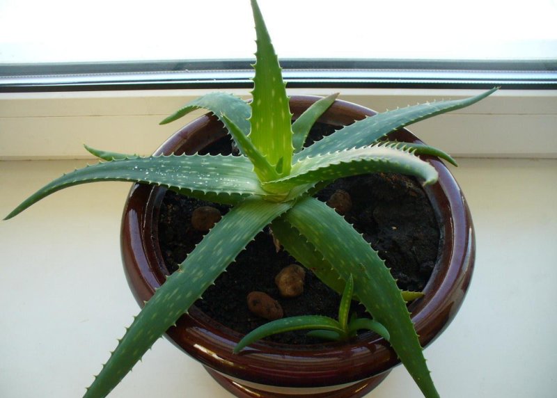 Aloe collection