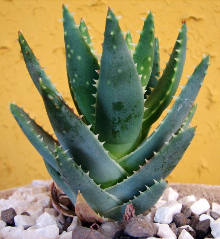 Aloe Ferox