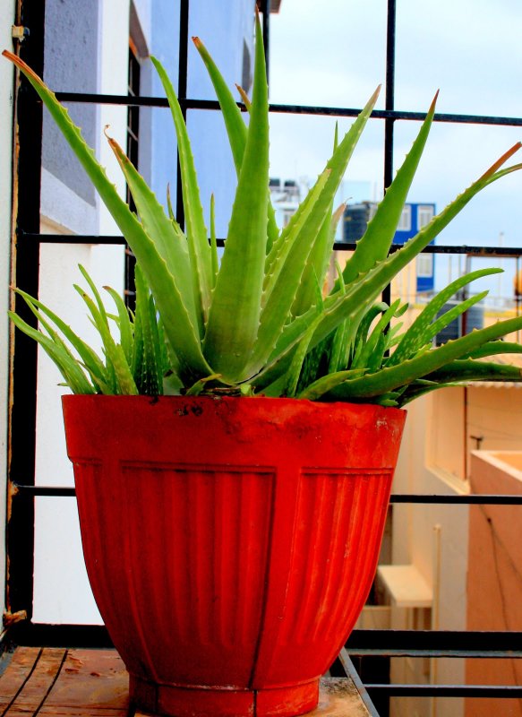 Алоэ Вера Aloe Vera горшок