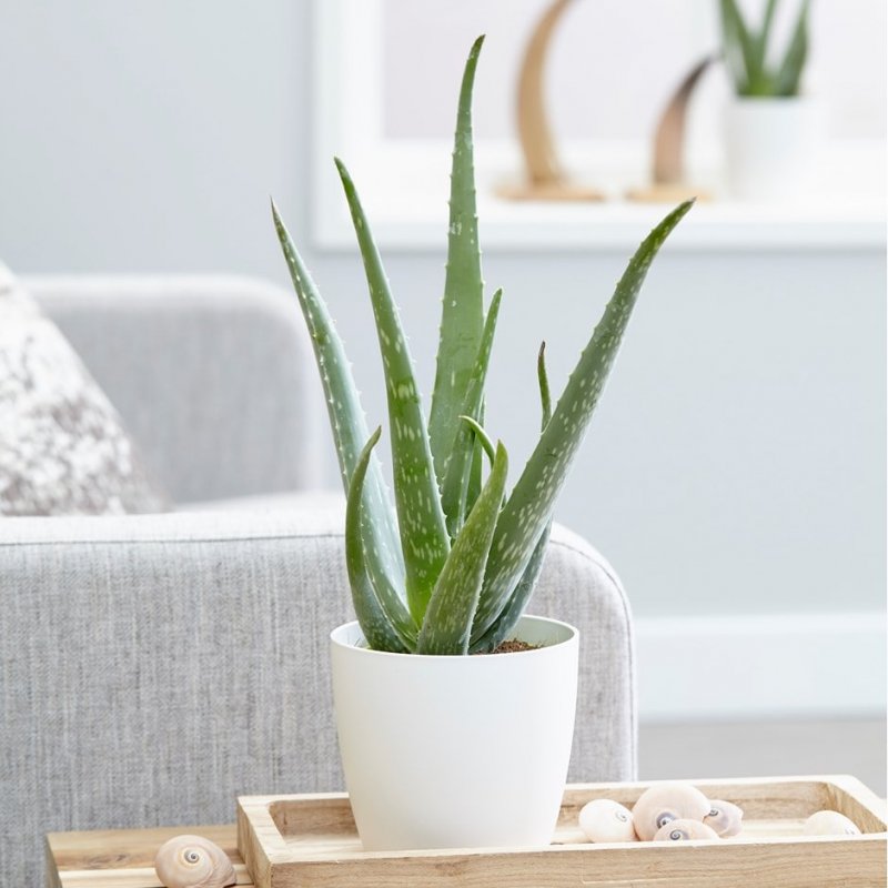 Алоэ древовидное (Aloe arborescens)