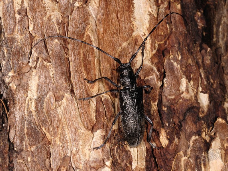 Усач черный еловый малый Monochamus Sutor