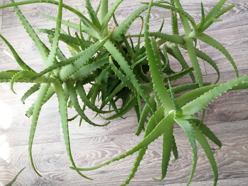 Aloe collection