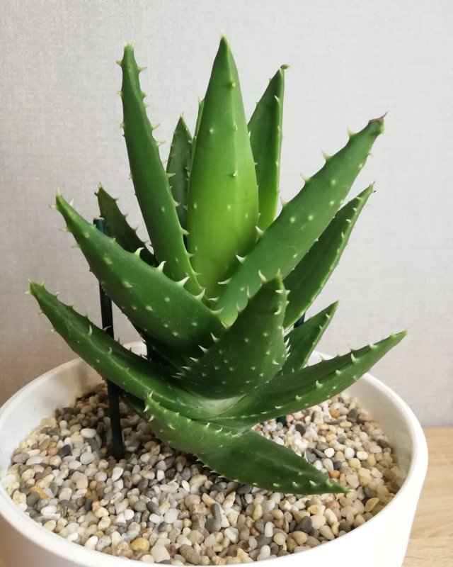 Алоэ Aloe arborescens