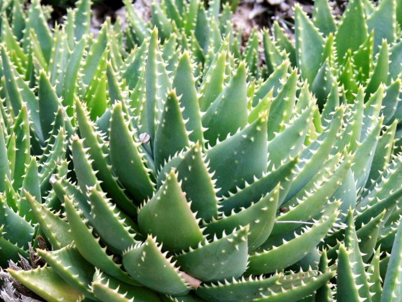 Aloe столетник