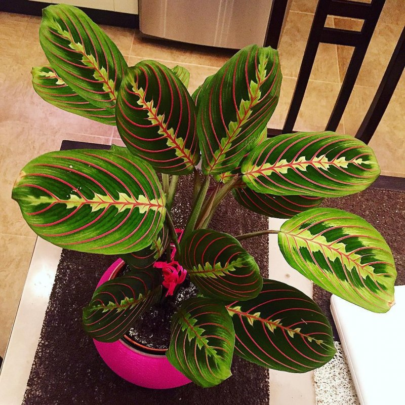 Калатея Calathea orbifolia/