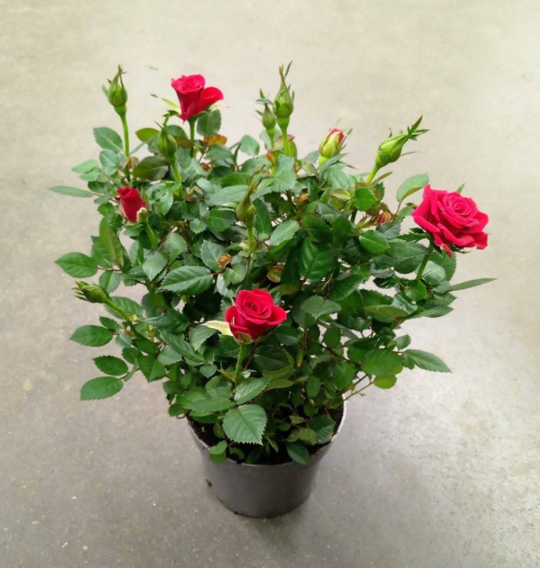 Роза Кордана (Rosa Kordana)