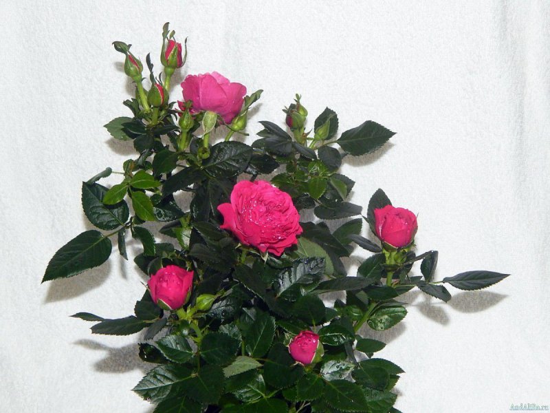 Роза Кордана микс d10 h25
