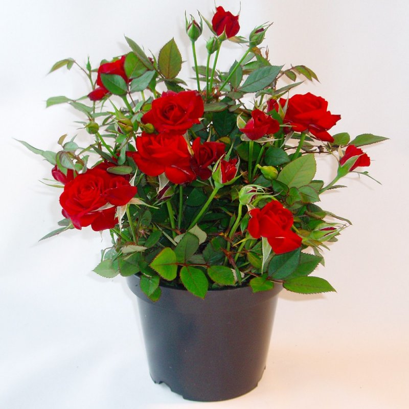 Роза Кордана (Rosa Kordana)