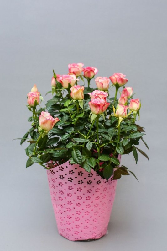 Роза Кордана (Rosa Kordana)