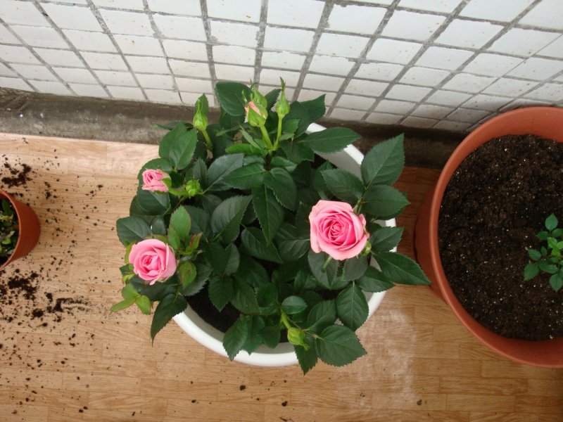 Роза Кордана мини микс