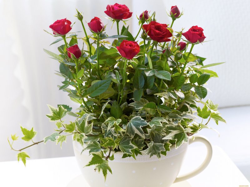 Голландские мини розы