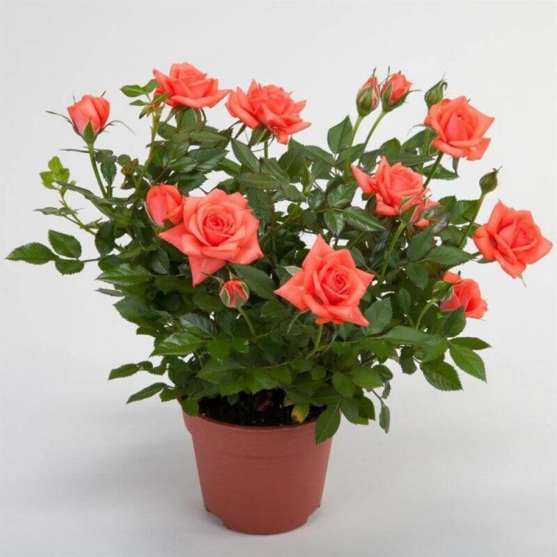 Роза Кордана (Rosa Kordana)
