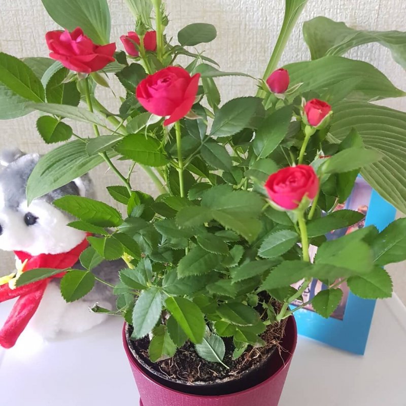 Комнатные розы на подоконнике