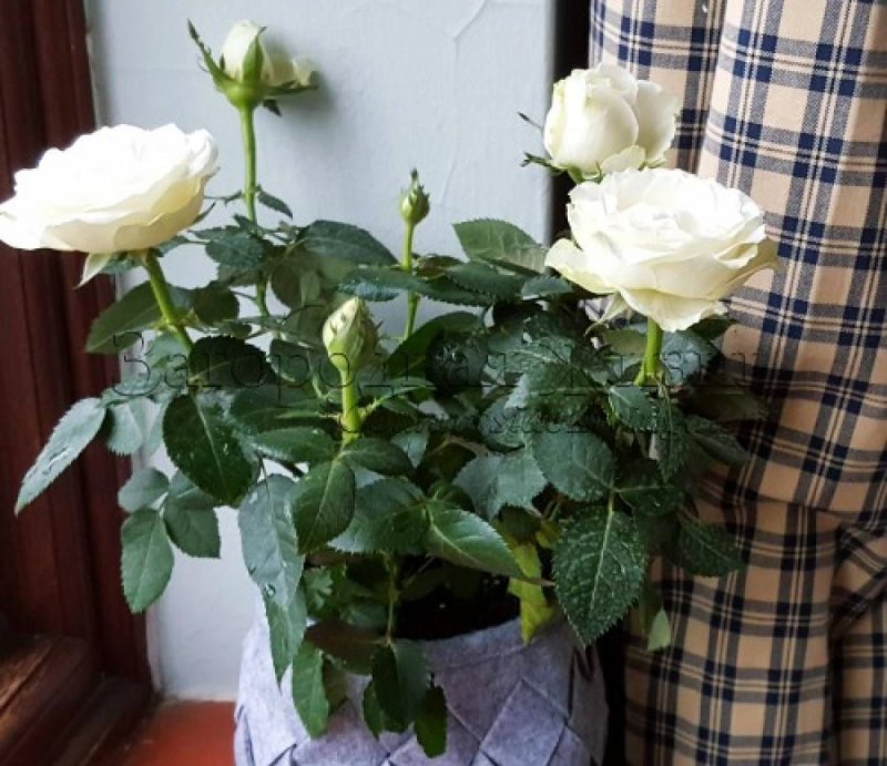 Комнатные розы макро