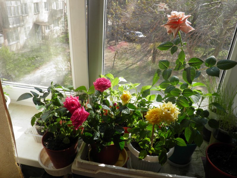 Роза Кордана Гранд Перл