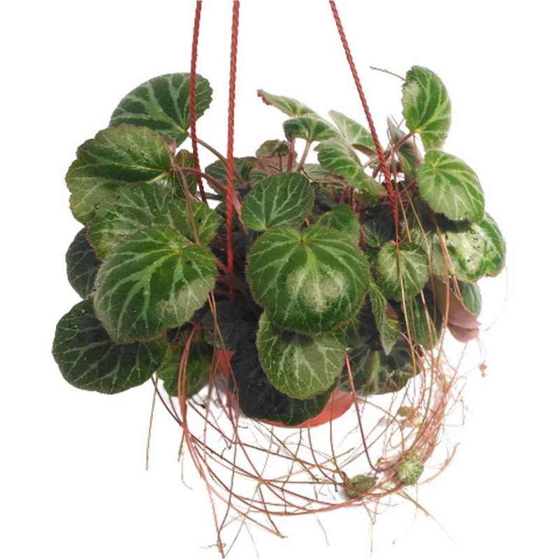 Камнеломка плетеносная (Saxifraga stolonifera)