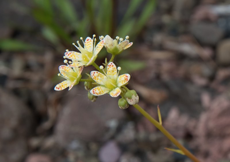 Камнеломки Saxifraga