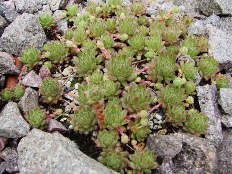 Камнеломка теневая variegata