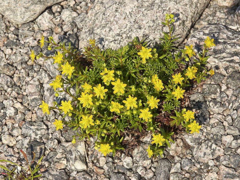 Камнеломка клинолистная (Saxifraga cuneifolia `variegata`)