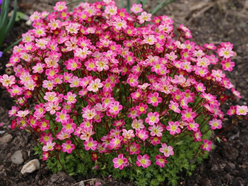 Камнеломкой (saxifragahy-perborea