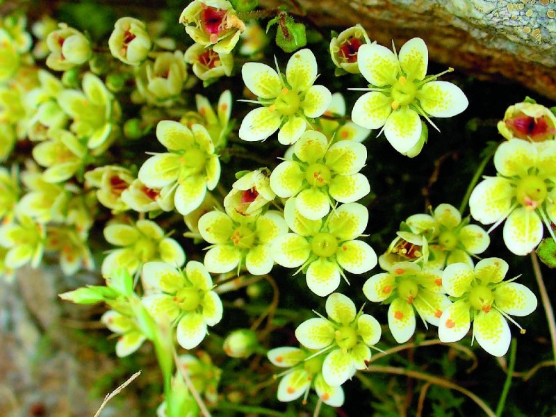 Камнеломка Арендса rosea