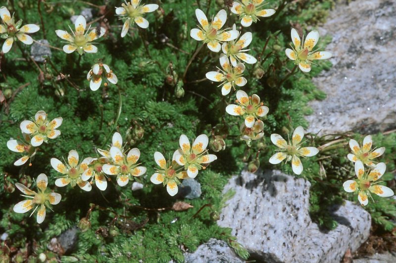 Saxifraga Windscreen