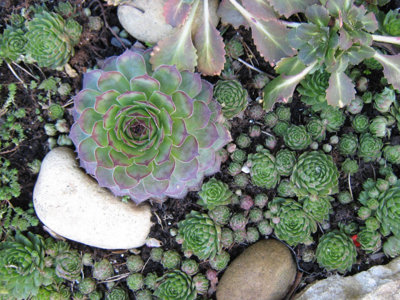 Saxifraga rebunshirensis