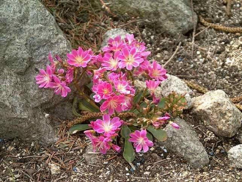 Saxifraga Cotyledon