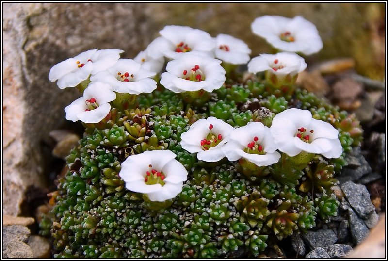 Saxifraga jurtzevii Zhmylev, 1999 — камнеломка Юрцева