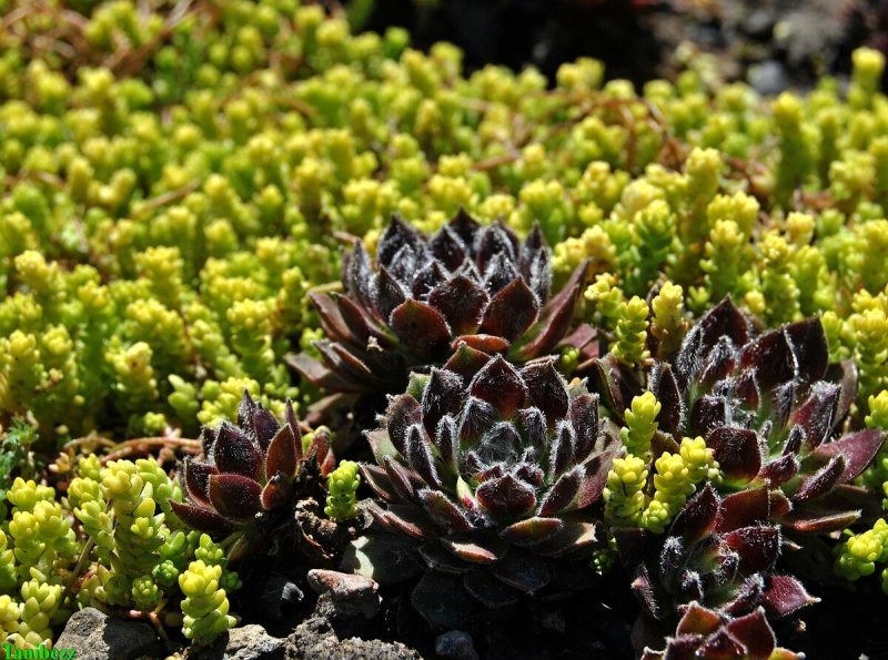 Камнеломка метельчатая (Saxifraga paniculata)