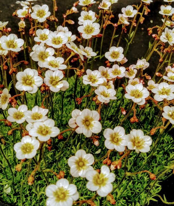 Saxifraga caesia