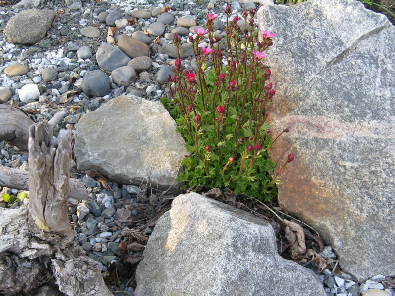 Saxifraga x eudoxiana 'Gold Dust'