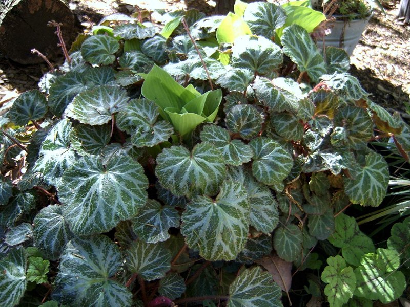Saxifraga ray