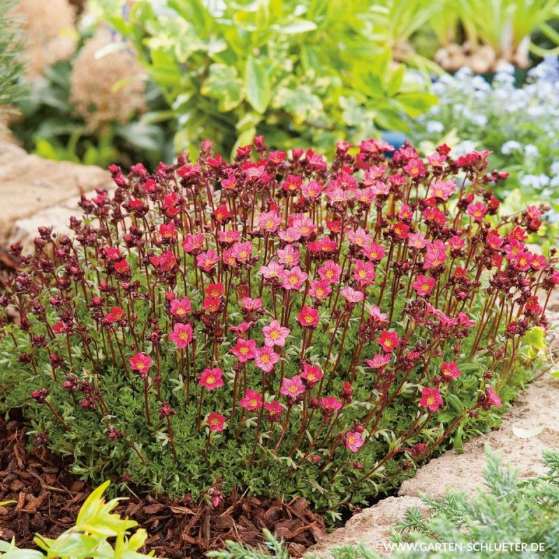 Saxifraga Craton Black