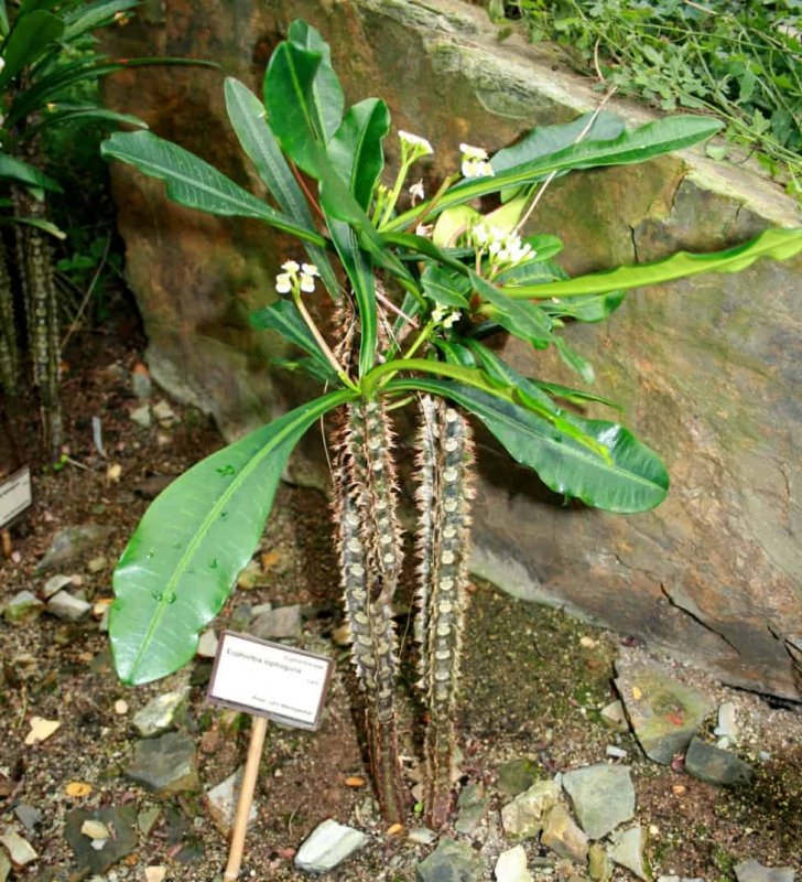 Молочай гребенчатореберный Euphorbia lophogona