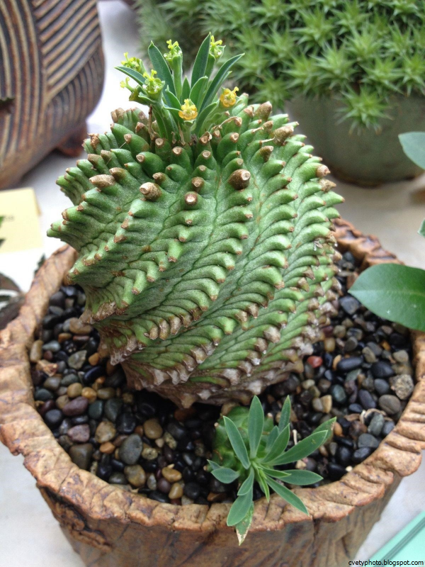 Молочай тучный (Euphorbia obesa)