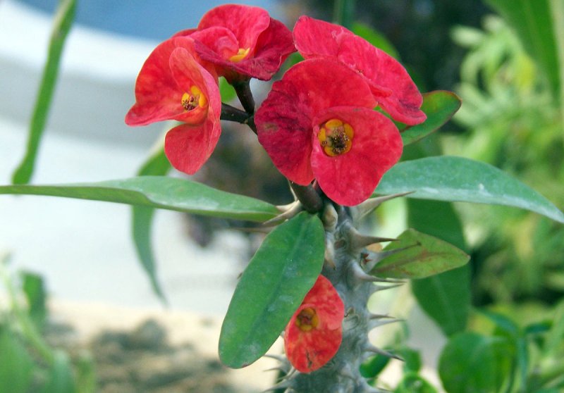 Молочай миля (Euphorbia milii