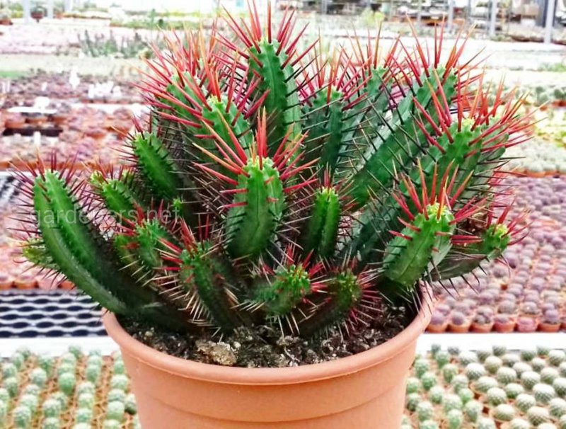 Молочай Euphorbia enopla